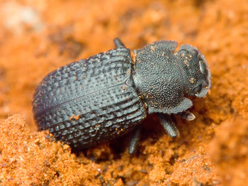 Bolitophagus reticulatus (Linnaeus, 1767)